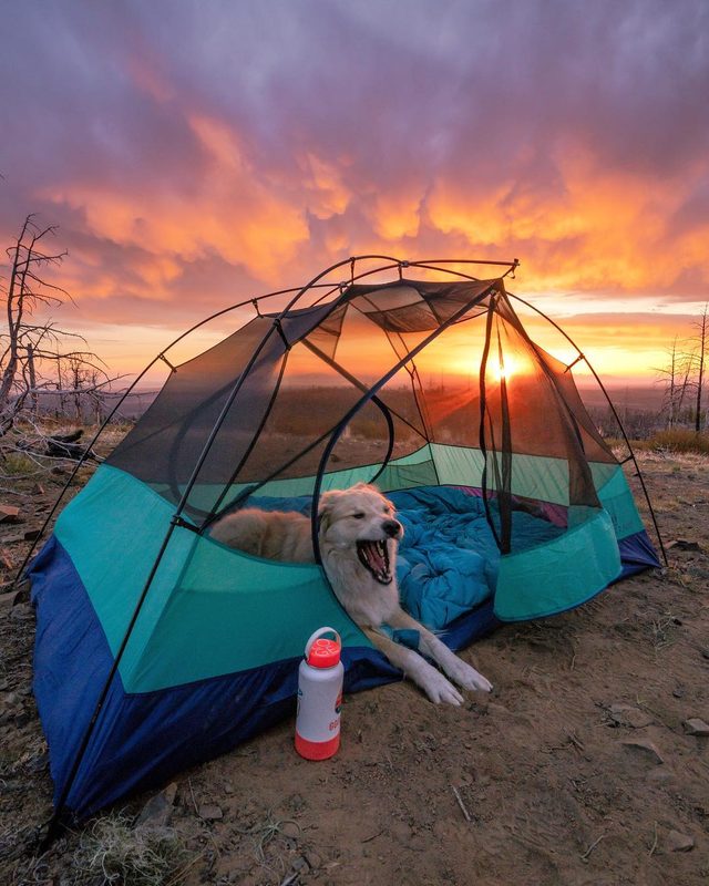 23 dogs living their best life as camping rock stars