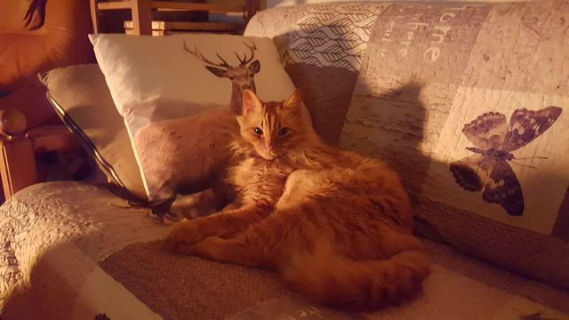 21 raisons pour lesquelles les chats orange tabby sont les meilleurs chats tabby