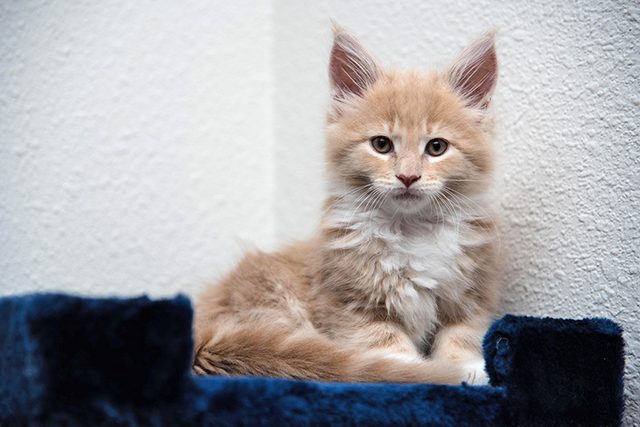 Maine Coon kitten