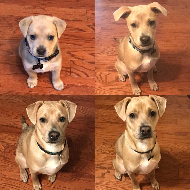 Side by side photos of dog as a puppy and dog as an adult.