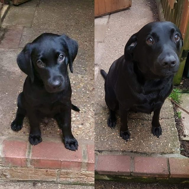 Side by side photos of dog as a puppy and dog as an adult.