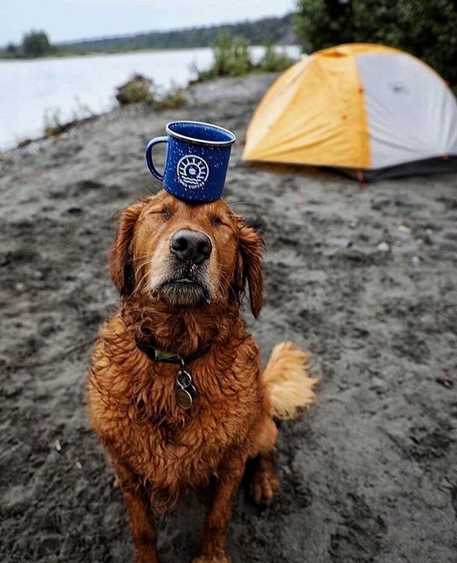 23 dogs living their best life as camping rock stars