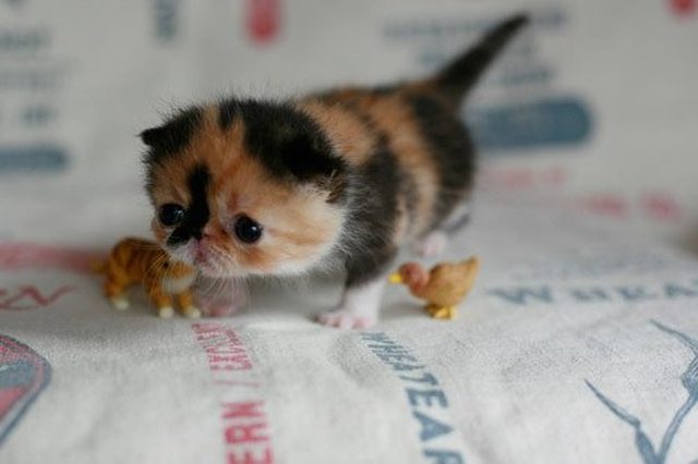 Tiny little kitten
