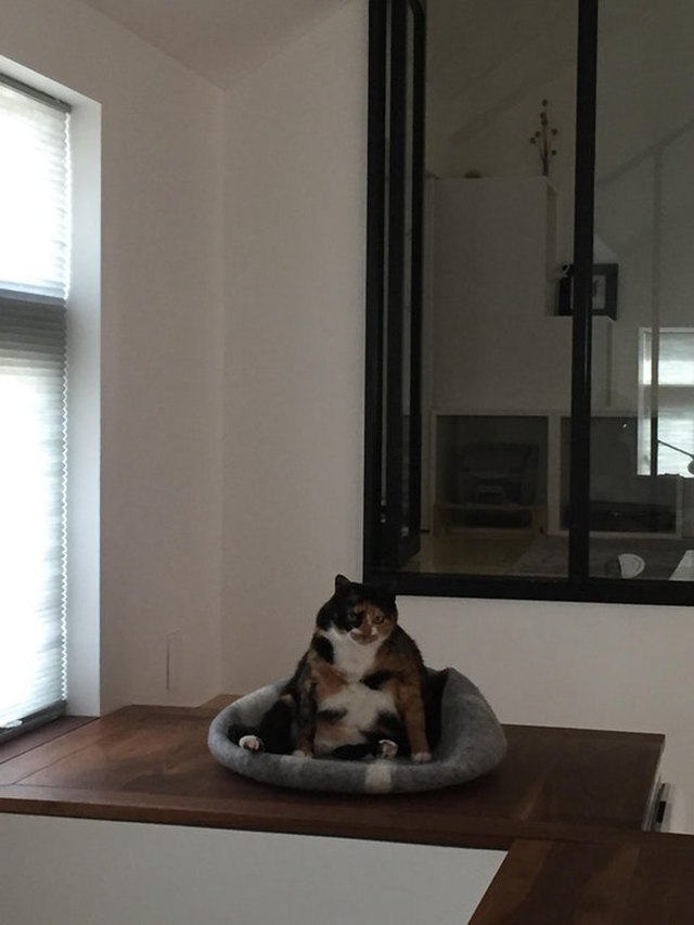 24 delightfully chubby cats