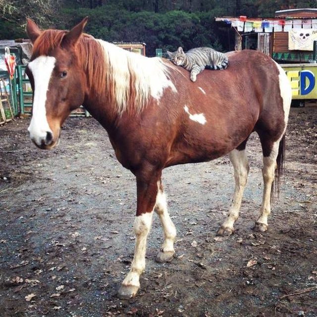 Cat asleep on a horse