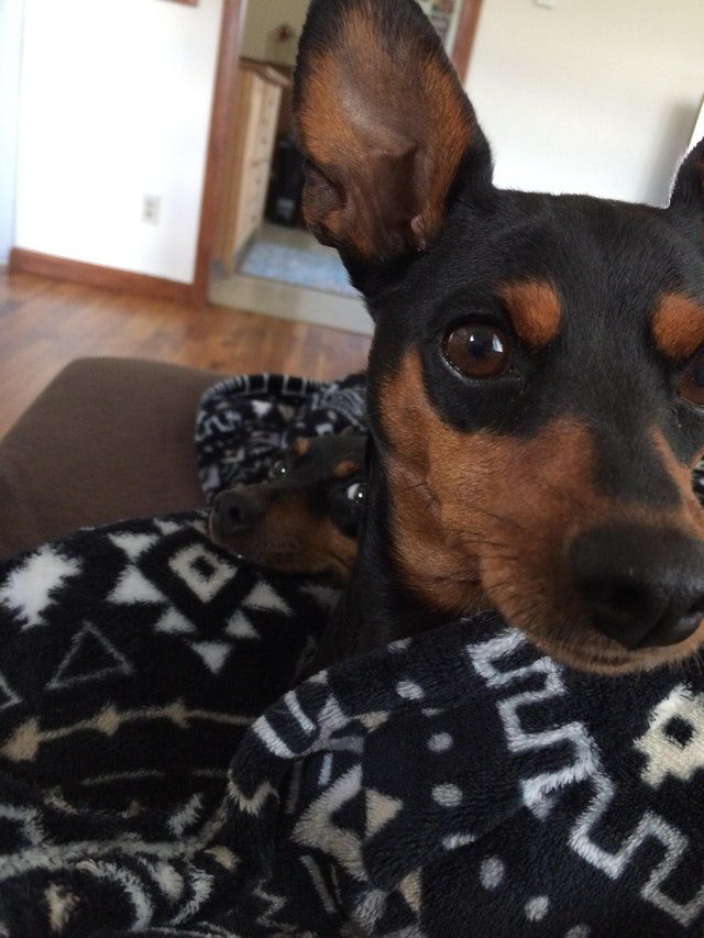 Dog photobombing picture of dog.