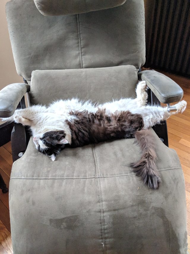 16 cats auditioning to be the cover model for Agatha Christie