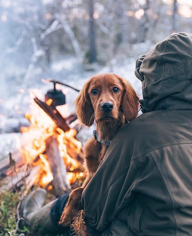 23 dogs living their best life as camping rock stars