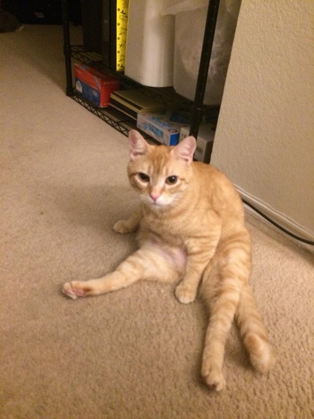 Silly cat poses guaranteed to make you LOL