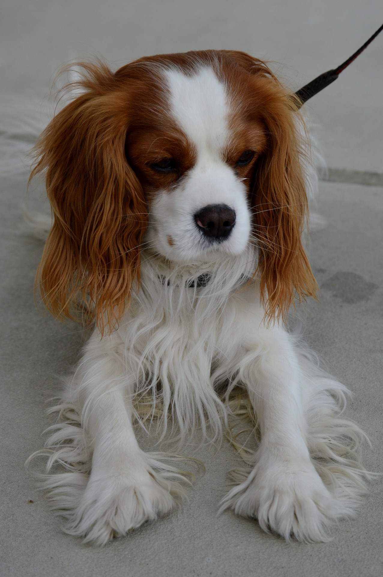 Cavalier King Charles Spaniel