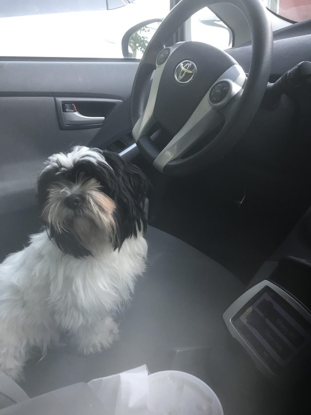 Adorable Puppies Doing Things for the First Time