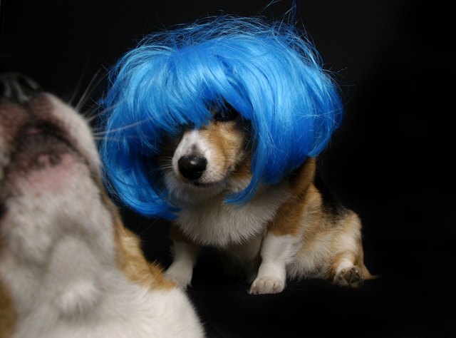 Corgi in a blue bob