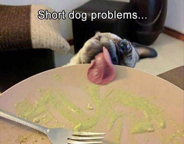 Dog licking plate