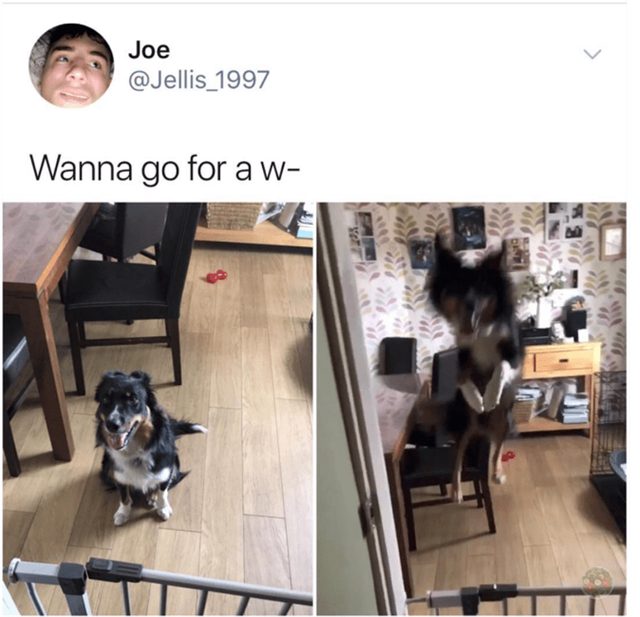 Dog excited about going for a walk ...