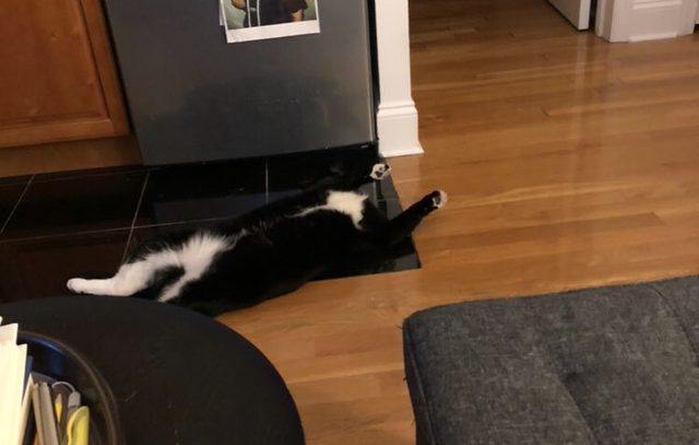 16 cats auditioning to be the cover model for Agatha Christie