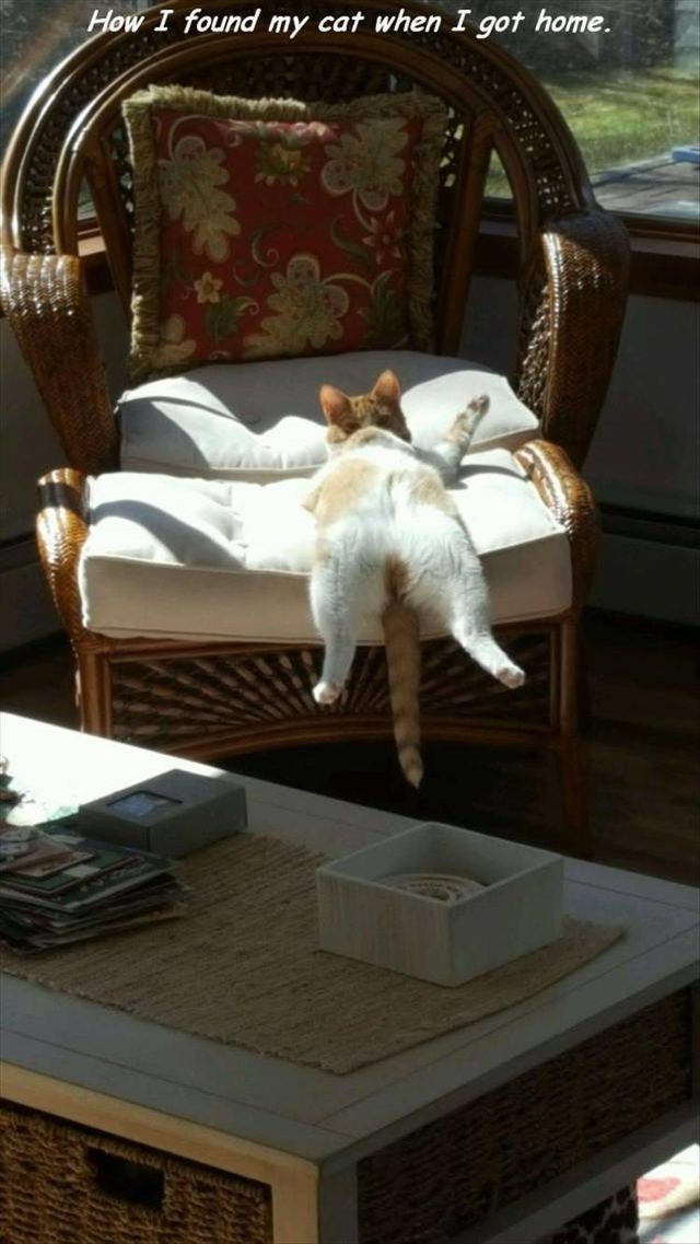 Cat is very comfy on chair