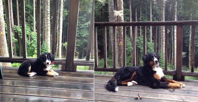 Side by side photos of dog as a puppy and dog as an adult.