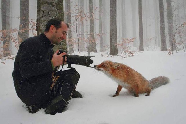 Animals interrupting wildlife photographers is our new favorite thing