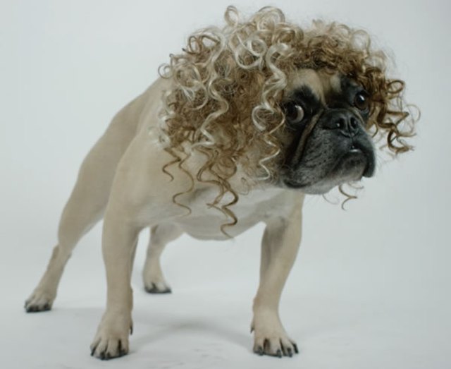 Dog with a curly wig