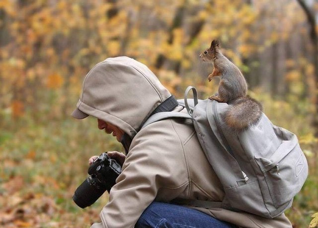 Animals interrupting wildlife photographers is our new favorite thing