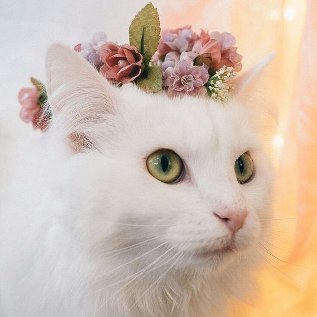 Cat wearing a flower crown.
