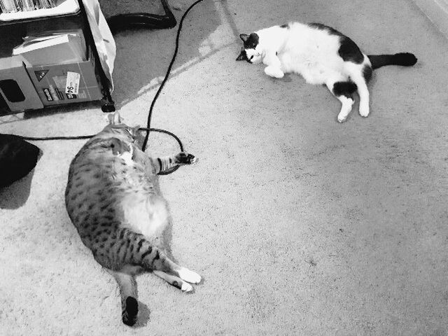 16 cats auditioning to be the cover model for Agatha Christie