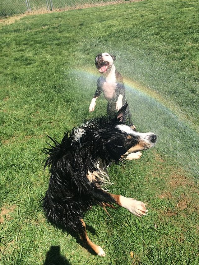 Two dogs jumping into the spray of a garden hose.