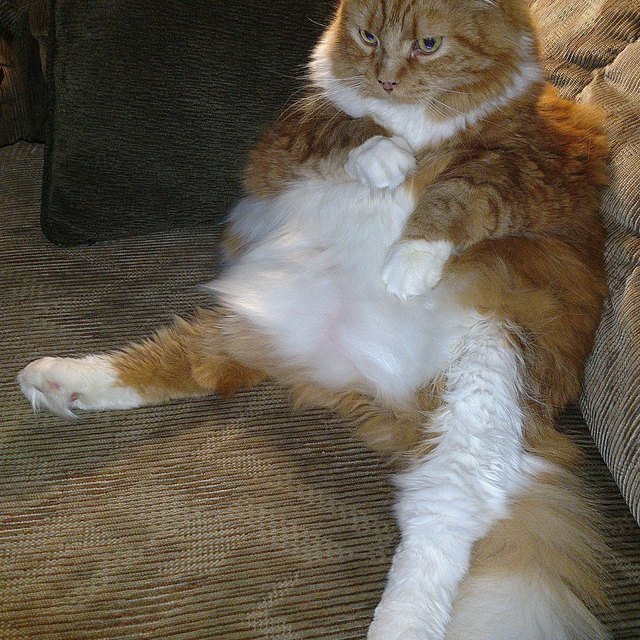 Silly cat poses guaranteed to make you LOL