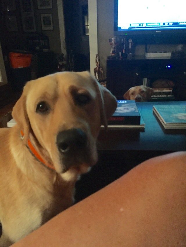 Dog photobombing picture of dog.