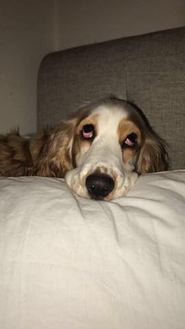 24 dogs in heckin predicaments that are all too real