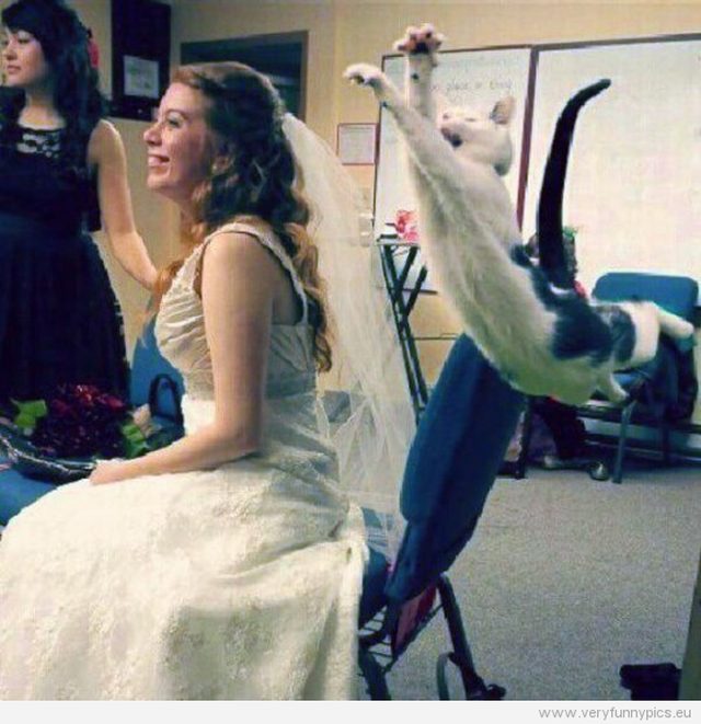 Cat pouncing bride