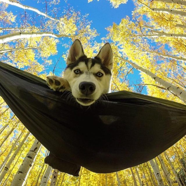 23 dogs living their best life as camping rock stars