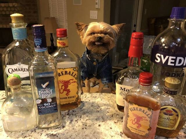 Yorkie in a Levi jacket with a lot of liquor bottles and he is smiling