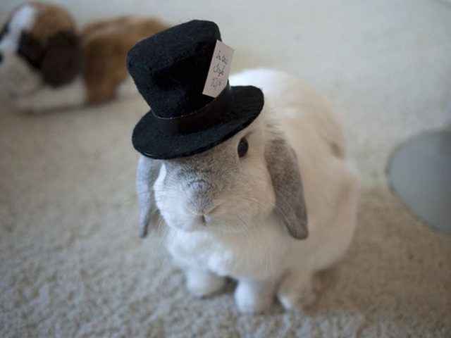 Rabbit wearing top hat.
