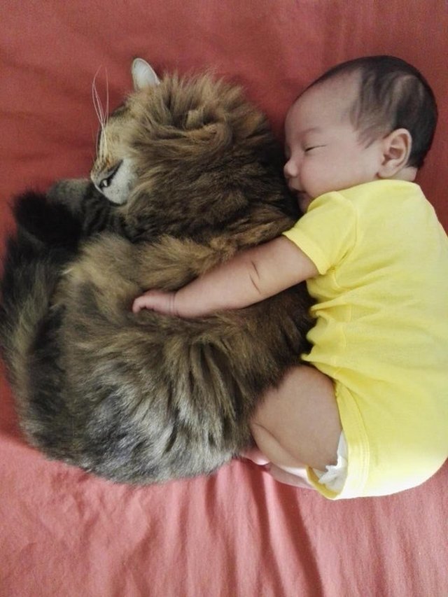 Cat and baby cuddling.