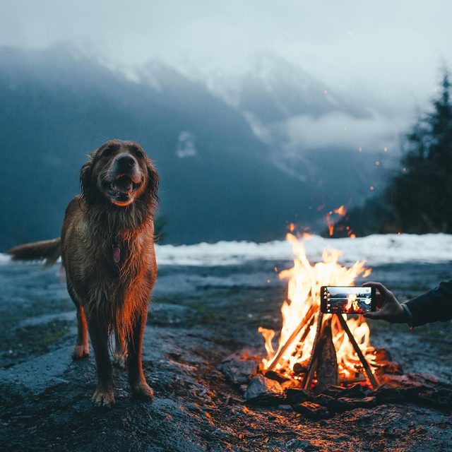 23 dogs living their best life as camping rock stars