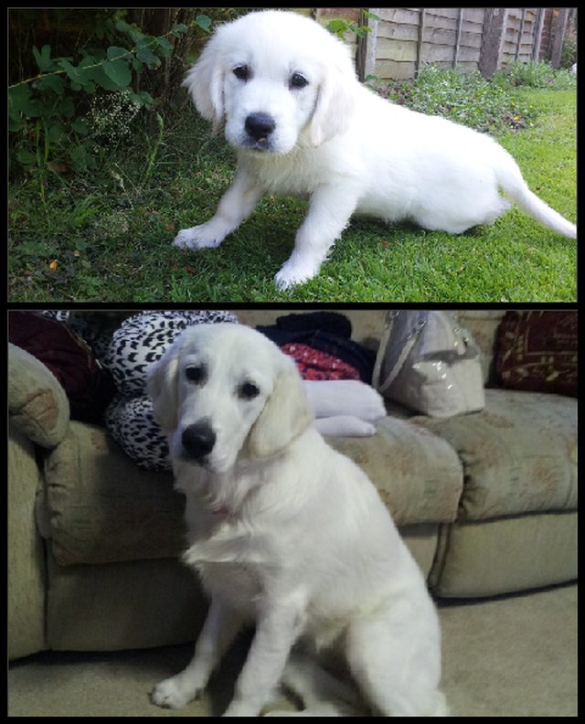 Side by side photos of dog as a puppy and dog as an adult.