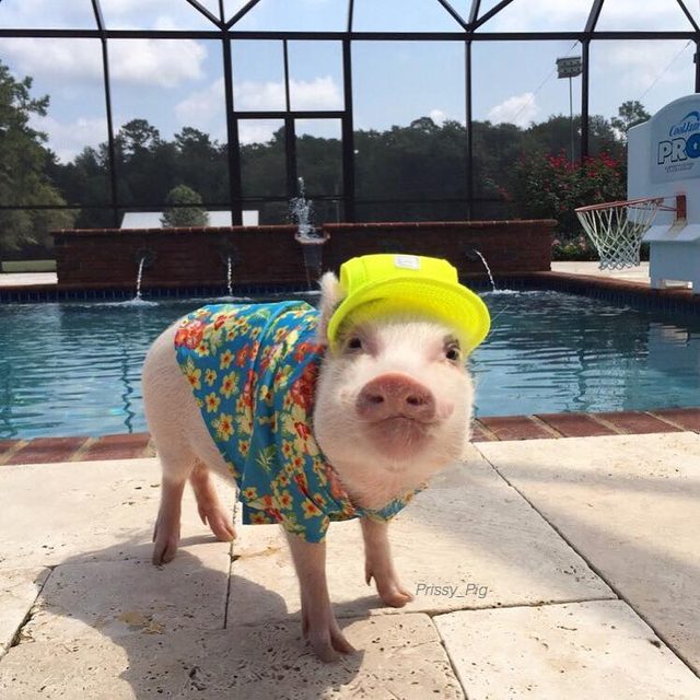 Pig wearing baseball hat and Hawaiian shirt.