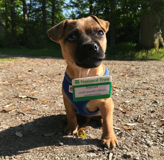 Dog wearing name tag that says "Biscuit, staff morale officer."