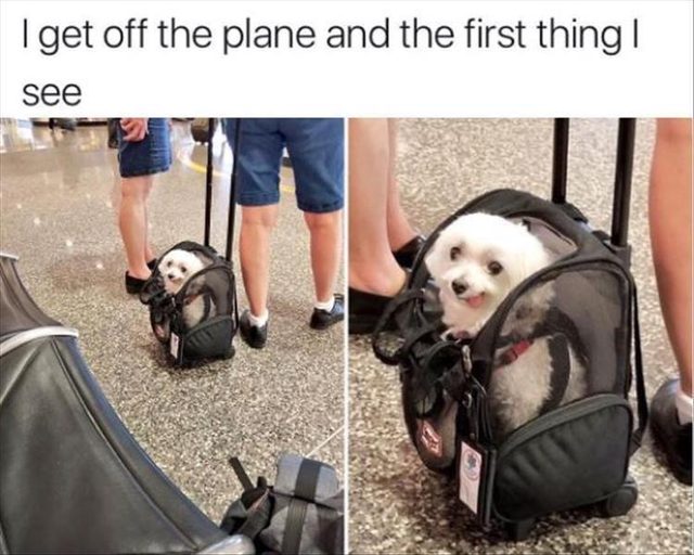 Cute dog in a dog carrier
