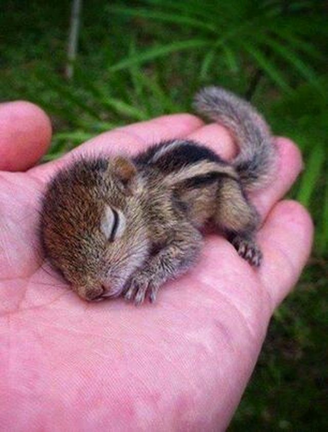 28 Tiny Tiny Baby Animals That Will Melt You Small Joys