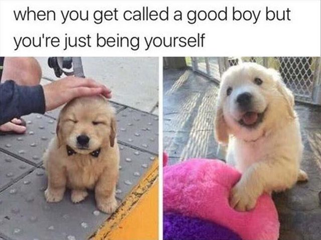 Cute puppy meme about being called a good boy, but just being yourself