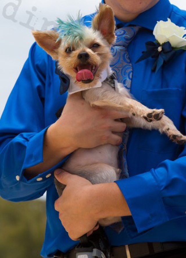 Dog with green mo hawk at a wedding