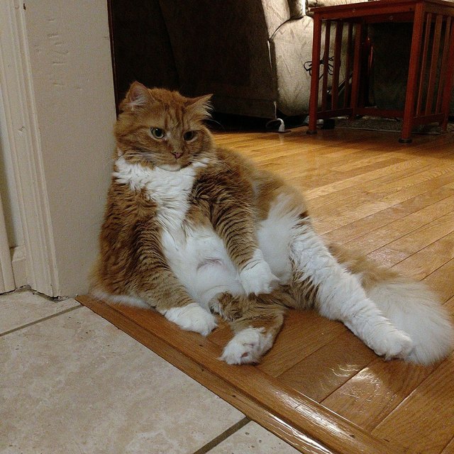 Silly cat poses guaranteed to make you LOL
