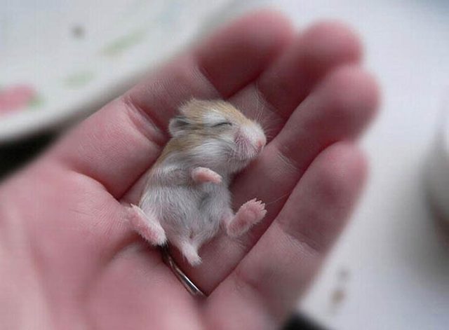 Tiny, Tiny Baby Animals That Will Melt You