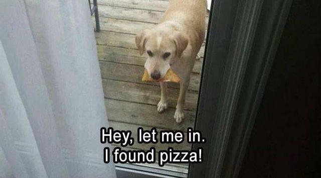 Dog with pizza
