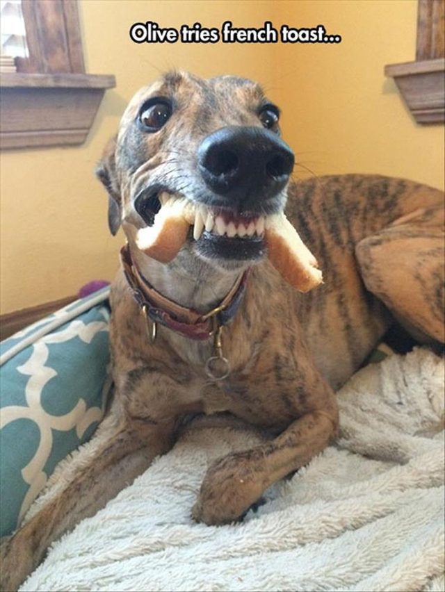 Funny dog eating french toast weird