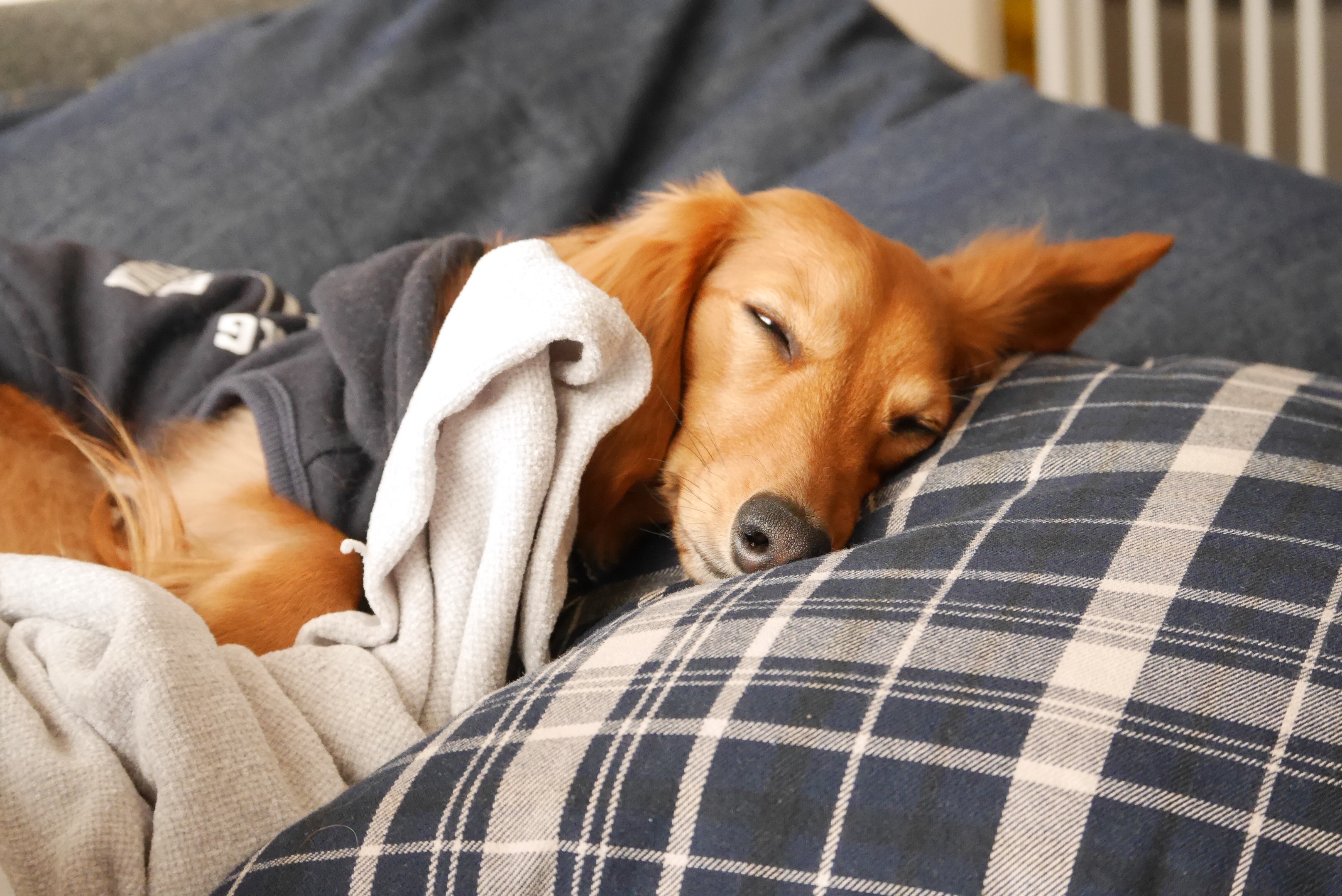 ããã£ã¨å¯ã¦ããã¨ãã®ç»åæ¤ç´¢çµæ