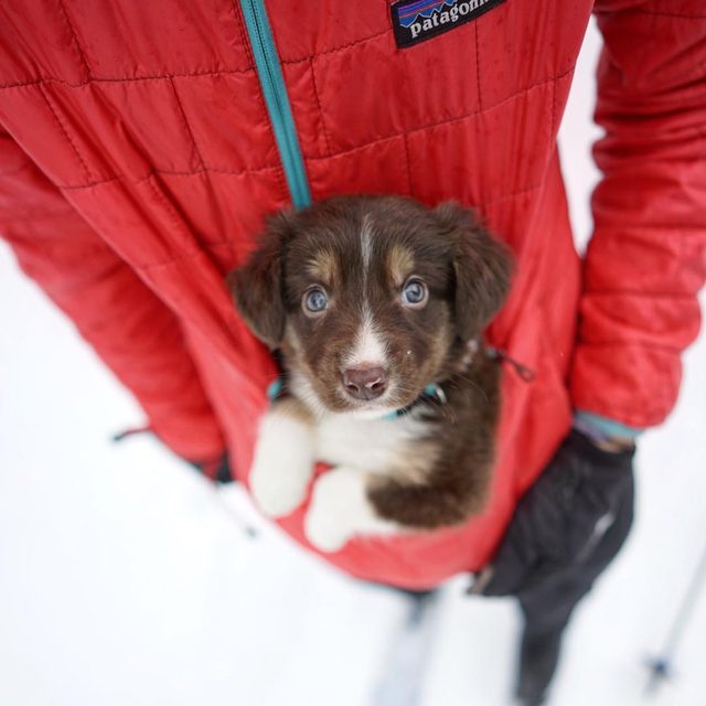23 dogs living their best life as camping rock stars