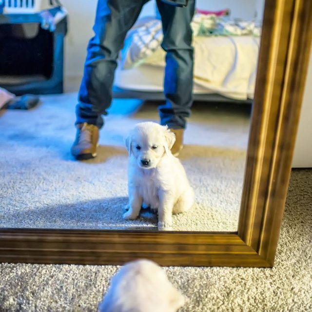 22 Adorable Puppies Doing Things For The First Time